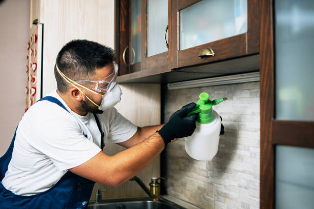 Best Local Pest Control Services  in Santa Rosa, TX