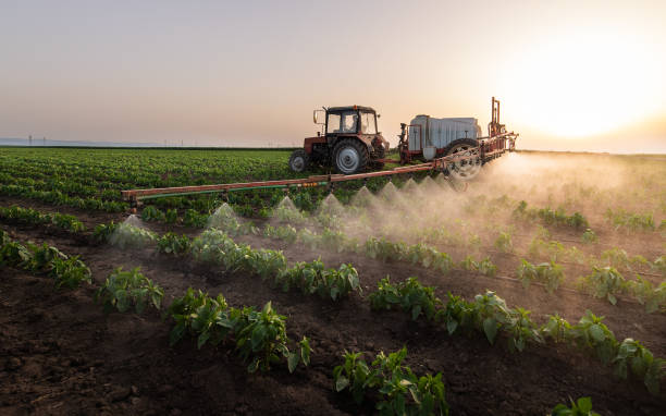 Best Pest Prevention Services  in Santa Rosa, TX