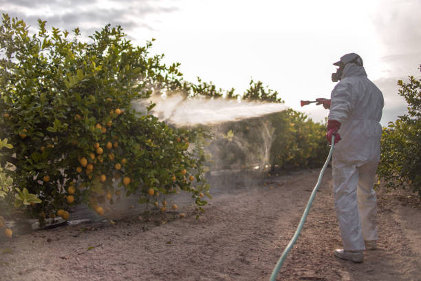 Best Cockroach Control Services  in Santa Rosa, TX