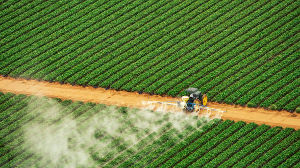 Best Ant Control Services  in Santa Rosa, TX