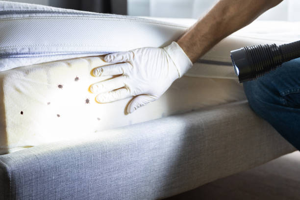 Best Spider Control Near Me  in Santa Rosa, TX