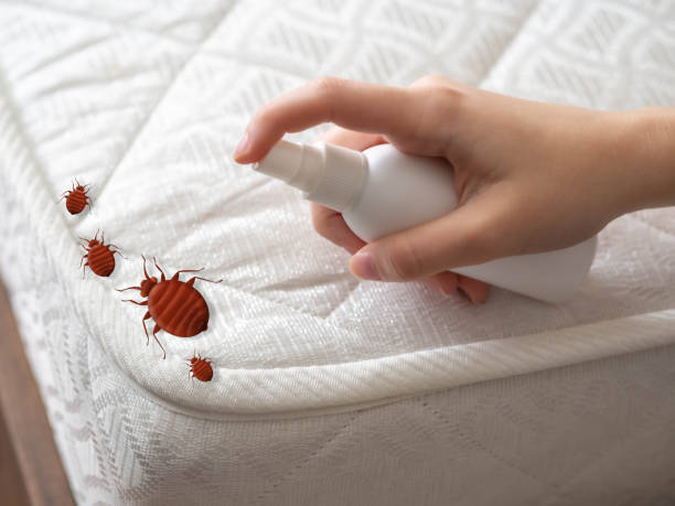 Best Affordable Pest Control Services  in Santa Rosa, TX